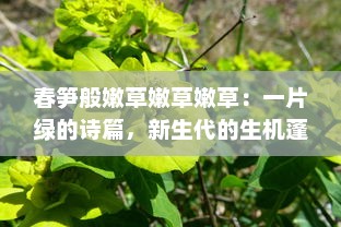 春笋般嫩草嫩草嫩草：一片绿的诗篇，新生代的生机蓬勃盛像 v4.7.2下载